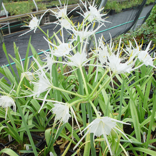 Hymenocallis aff. liriosome - Click Image to Close